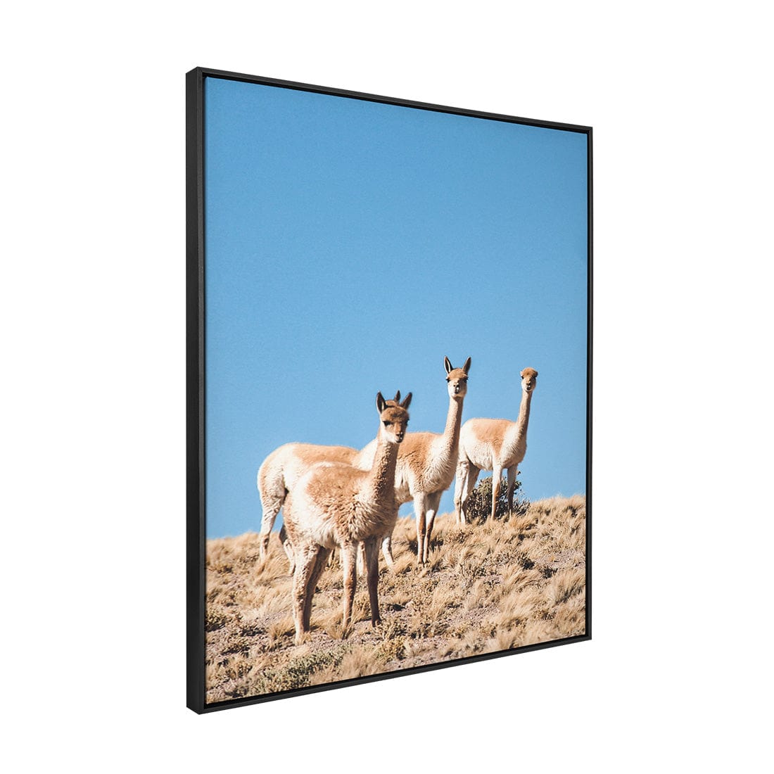 Quadro Decorativo Guanaco 3 | Crônicas na Bagagem