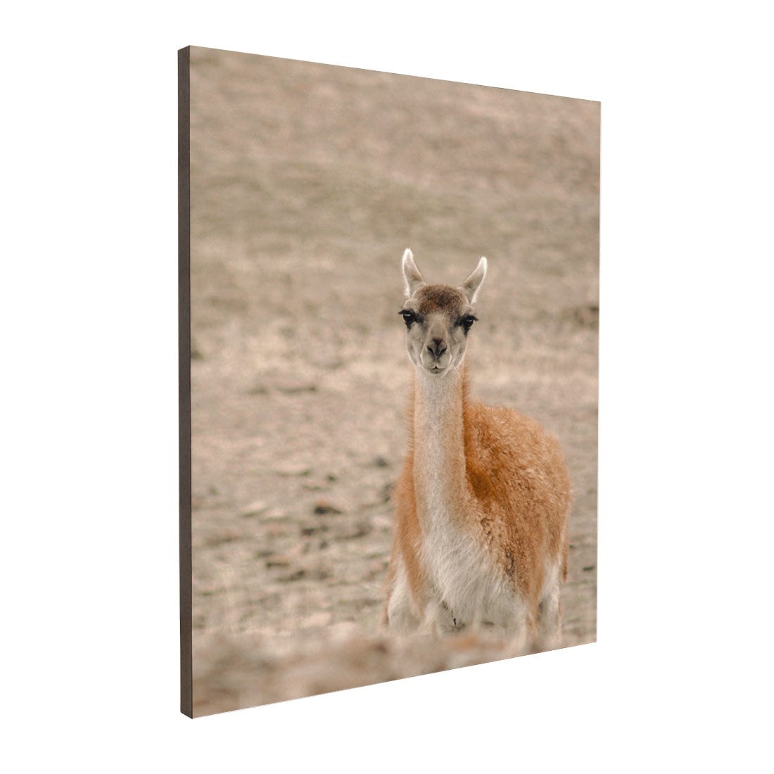Quadro Decorativo Guanaco 1 | Crônicas na Bagagem