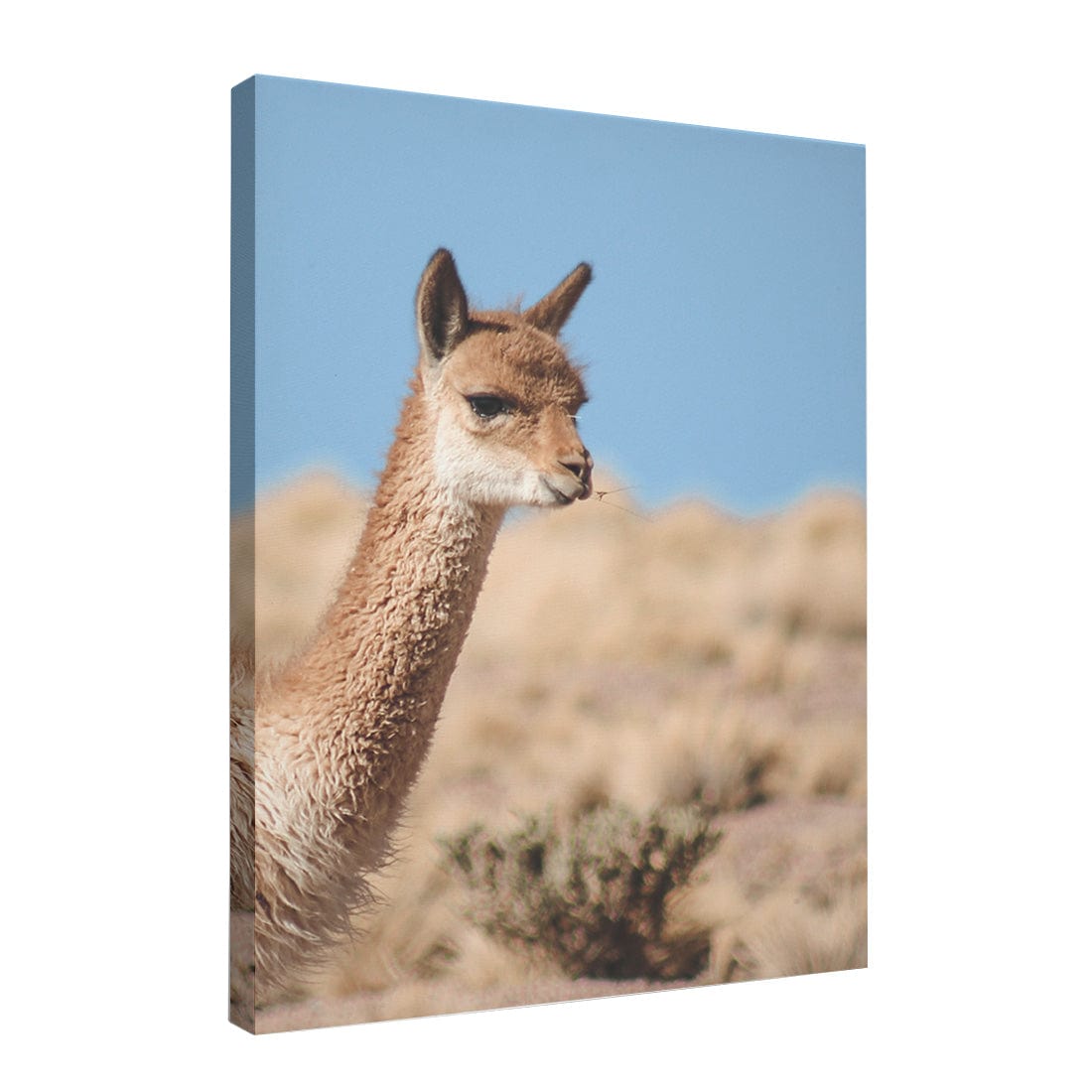 Quadro Decorativo Guanaco 4 | Crônicas na Bagagem