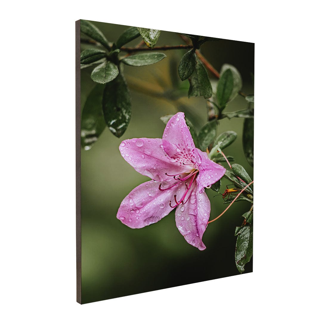 Quadro Decorativo Flor 2 | Albori Ribeiro - Meu Rodapé