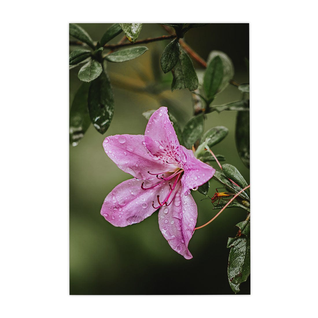 Quadro Decorativo Flor 2 | Albori Ribeiro - Meu Rodapé