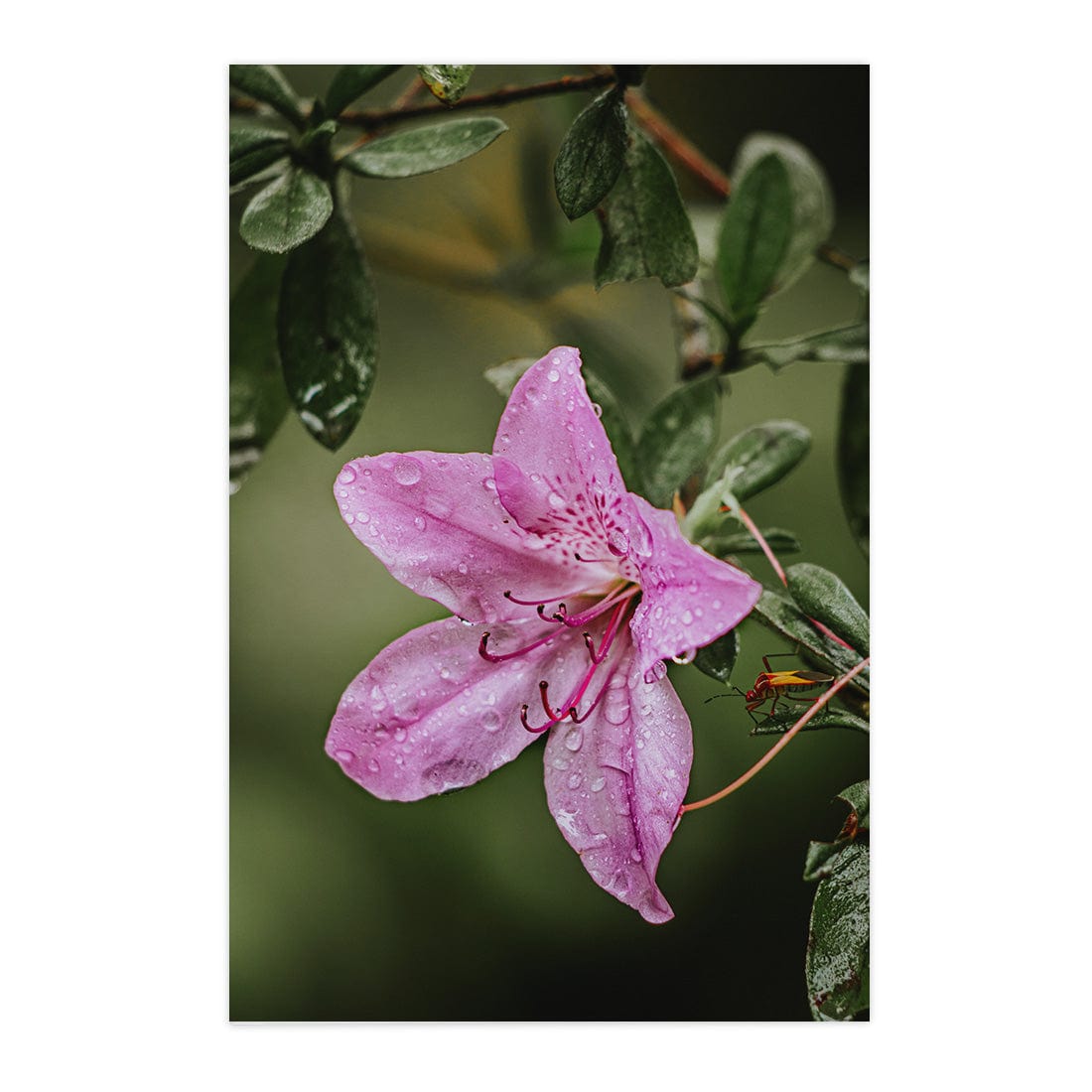 Quadro Decorativo Flor 2 | Albori Ribeiro - Meu Rodapé