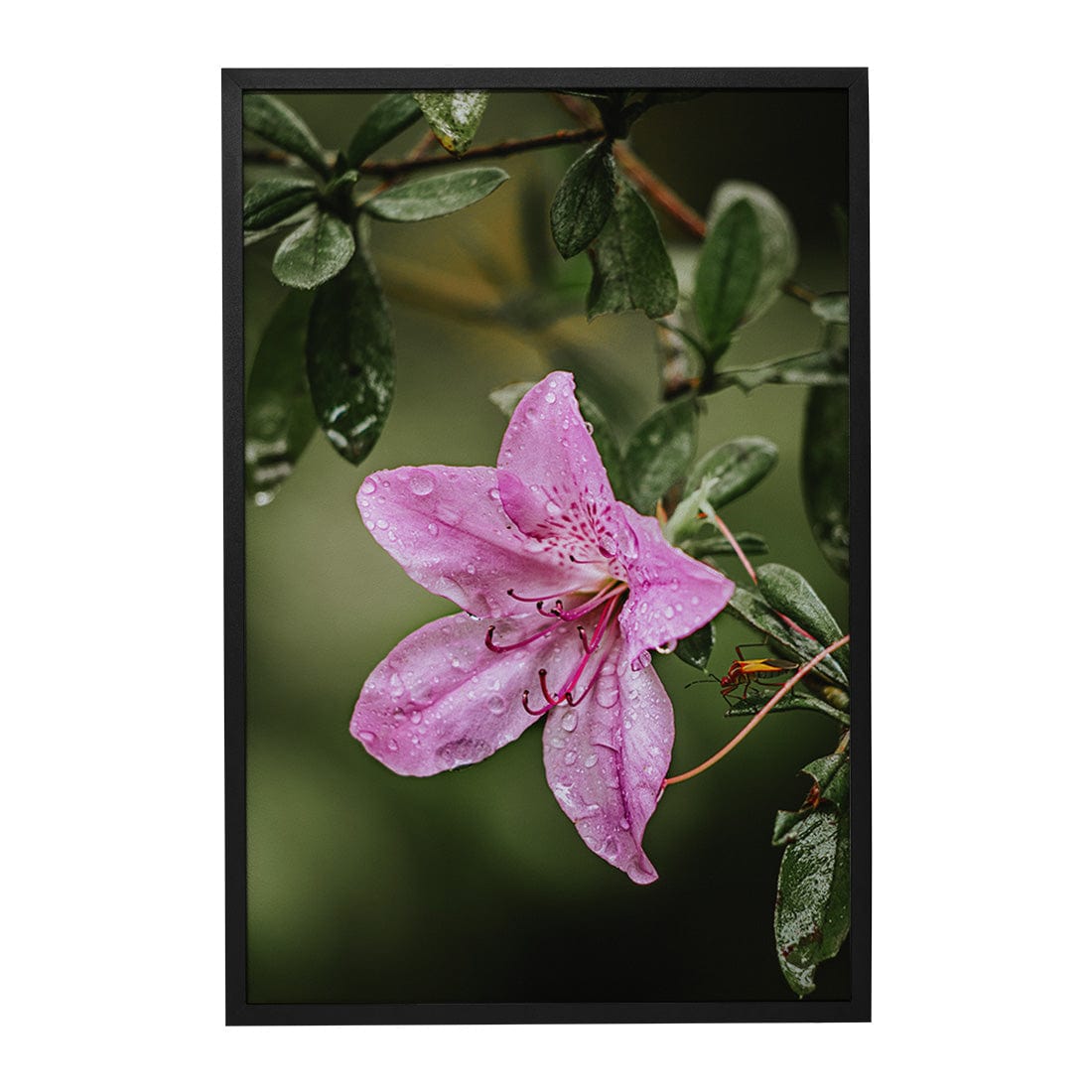 Quadro Decorativo Flor 2 | Albori Ribeiro - Meu Rodapé