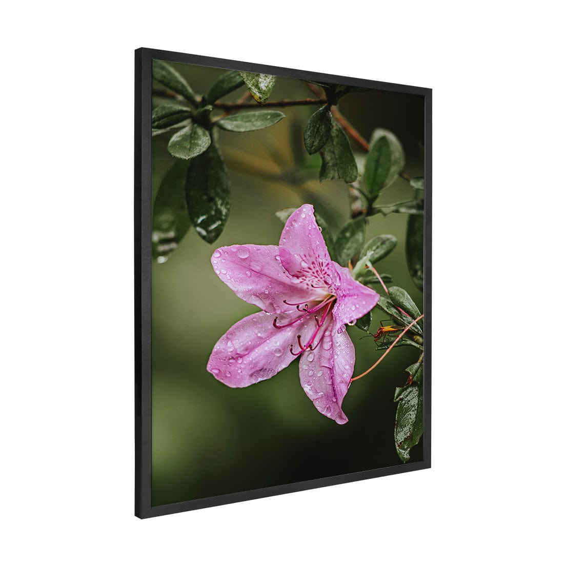 Quadro Decorativo Flor 2 | Albori Ribeiro - Meu Rodapé