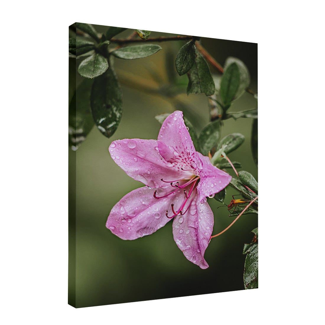 Quadro Decorativo Flor 2 | Albori Ribeiro - Meu Rodapé