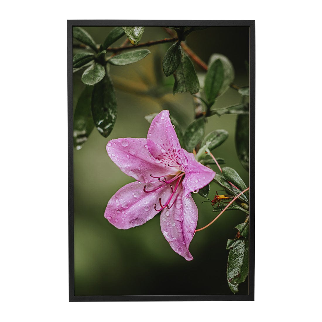 Quadro Decorativo Flor 2 | Albori Ribeiro - Meu Rodapé