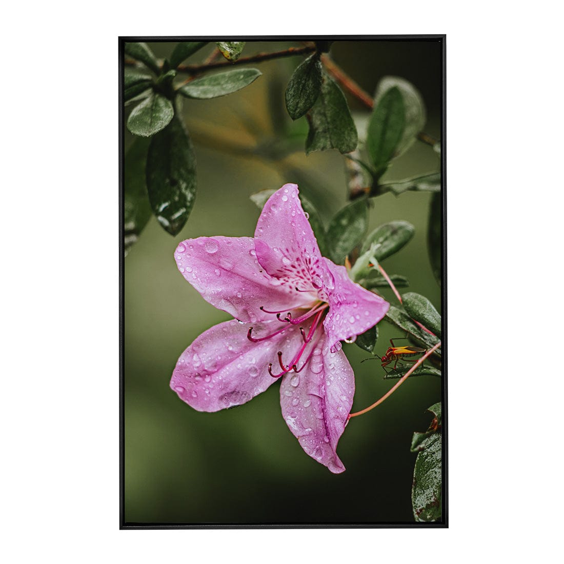 Quadro Decorativo Flor 2 | Albori Ribeiro - Meu Rodapé