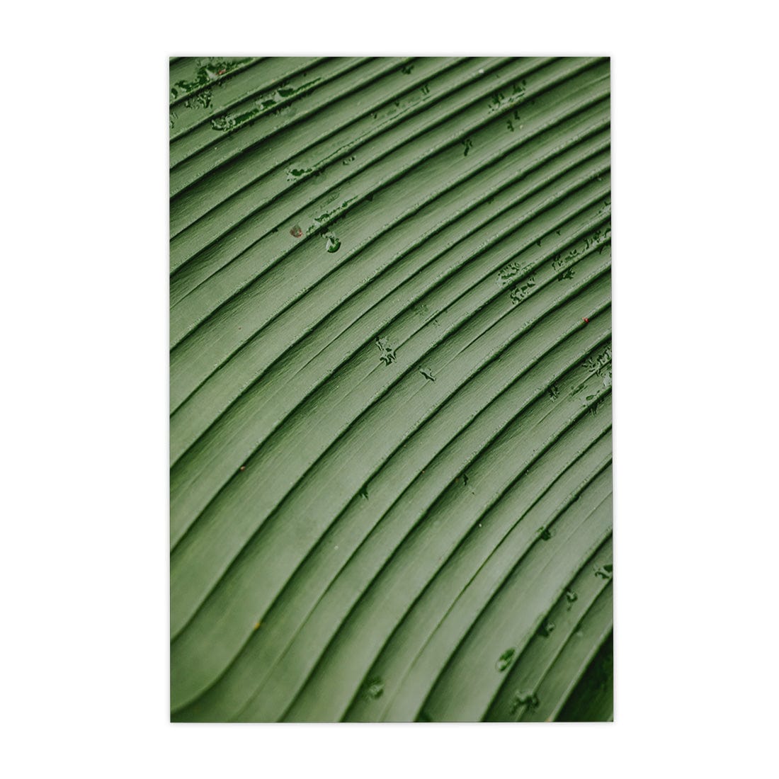 Quadro Decorativo Folhas 4 | Albori Ribeiro - Meu Rodapé
