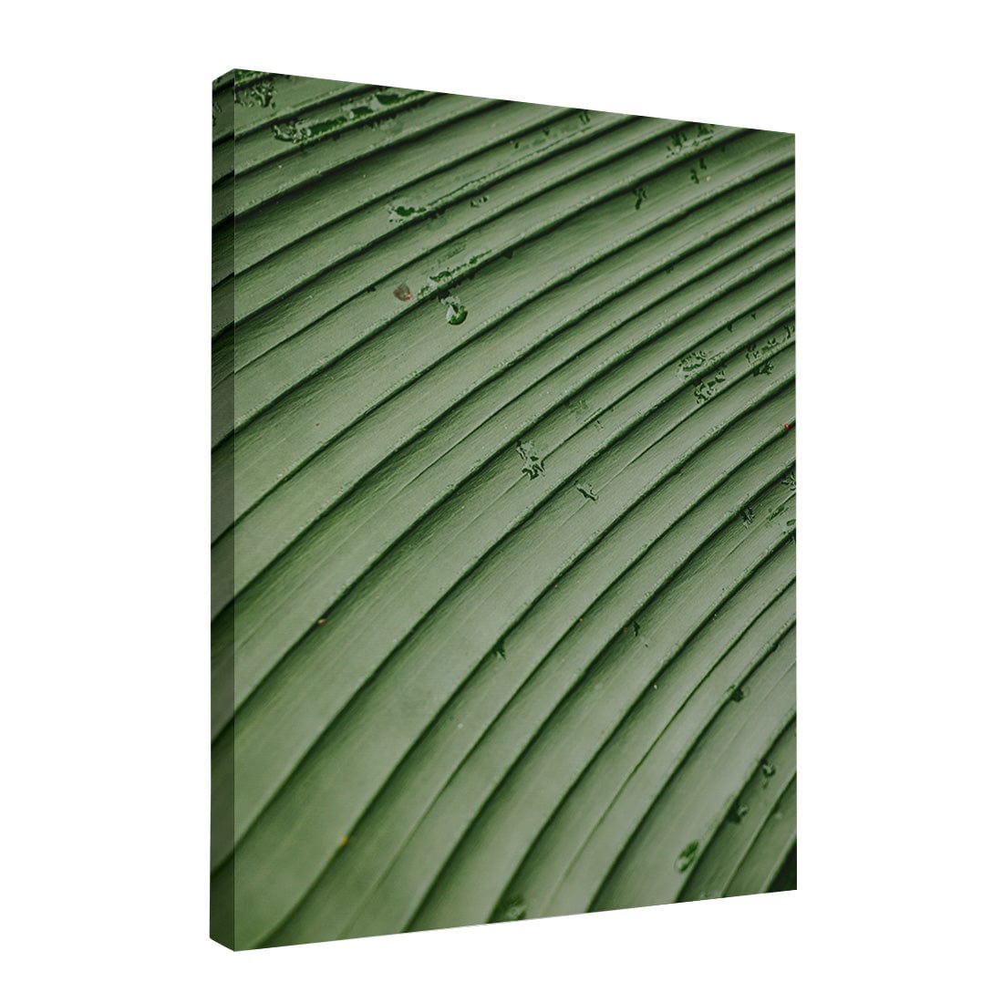 Quadro Decorativo Folhas 4 | Albori Ribeiro - Meu Rodapé