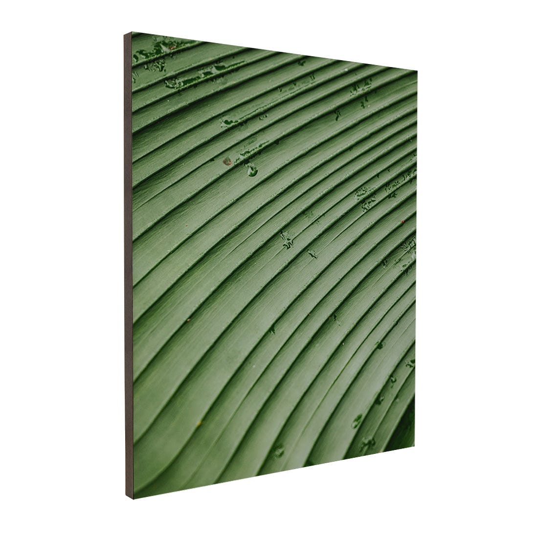 Quadro Decorativo Folhas 4 | Albori Ribeiro - Meu Rodapé