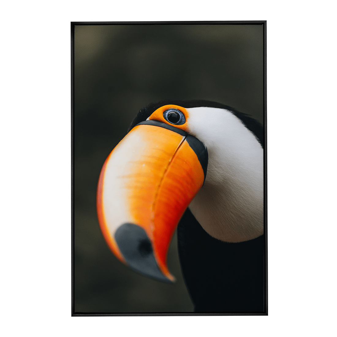 Quadro Decorativo O Desconfiado Tucano | Rodolfo Paz - Meu Rodapé