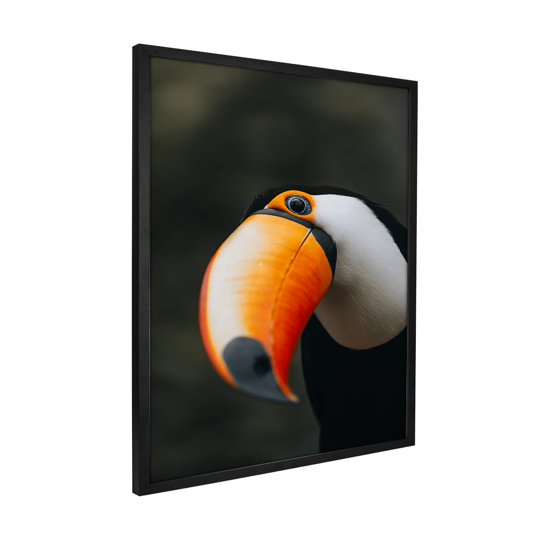 Quadro Decorativo O Desconfiado Tucano | Rodolfo Paz - Meu Rodapé