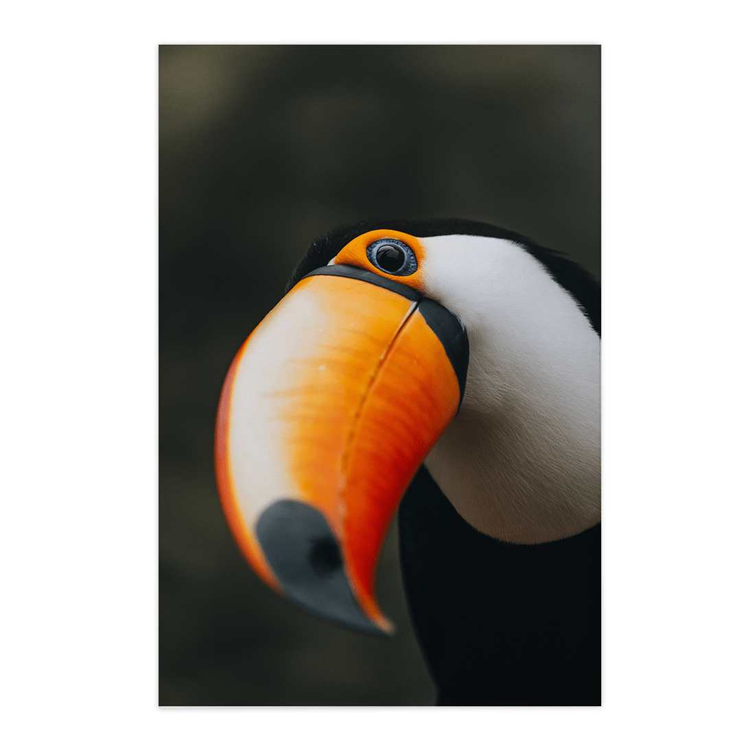 Quadro Decorativo O Desconfiado Tucano | Rodolfo Paz - Meu Rodapé