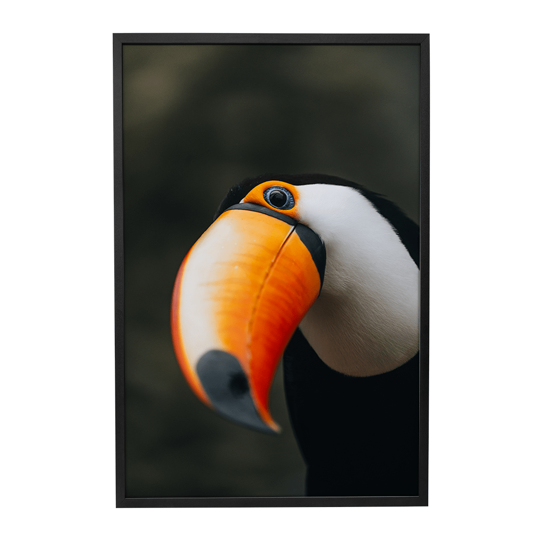 Quadro Decorativo O Desconfiado Tucano | Rodolfo Paz - Meu Rodapé