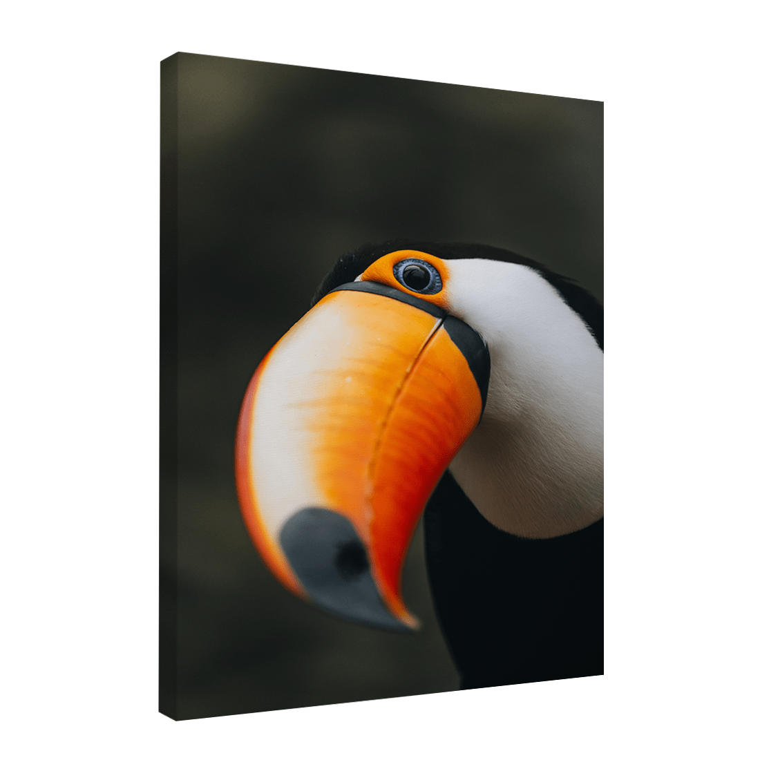 Quadro Decorativo O Desconfiado Tucano | Rodolfo Paz - Meu Rodapé