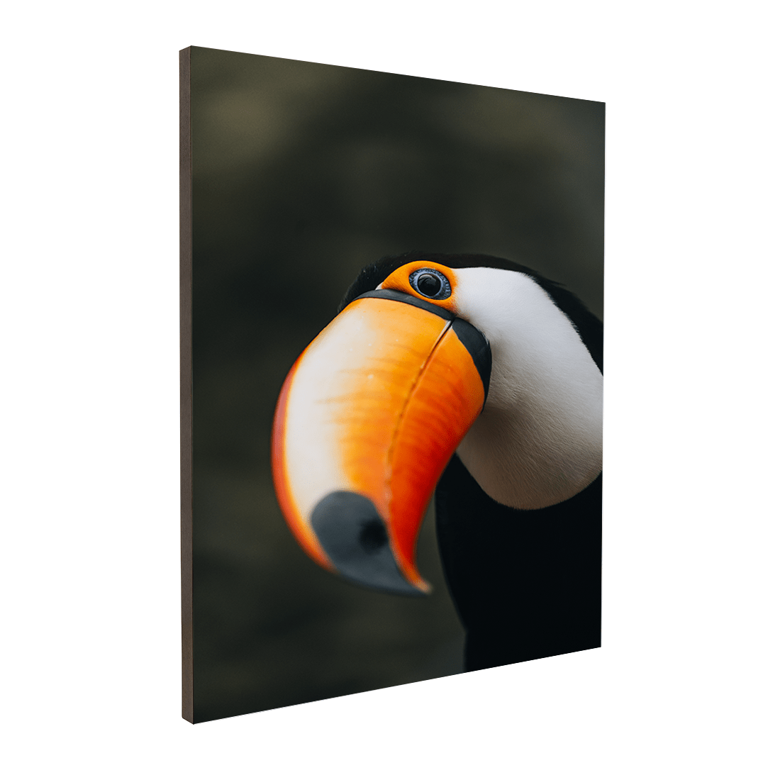 Quadro Decorativo O Desconfiado Tucano | Rodolfo Paz - Meu Rodapé