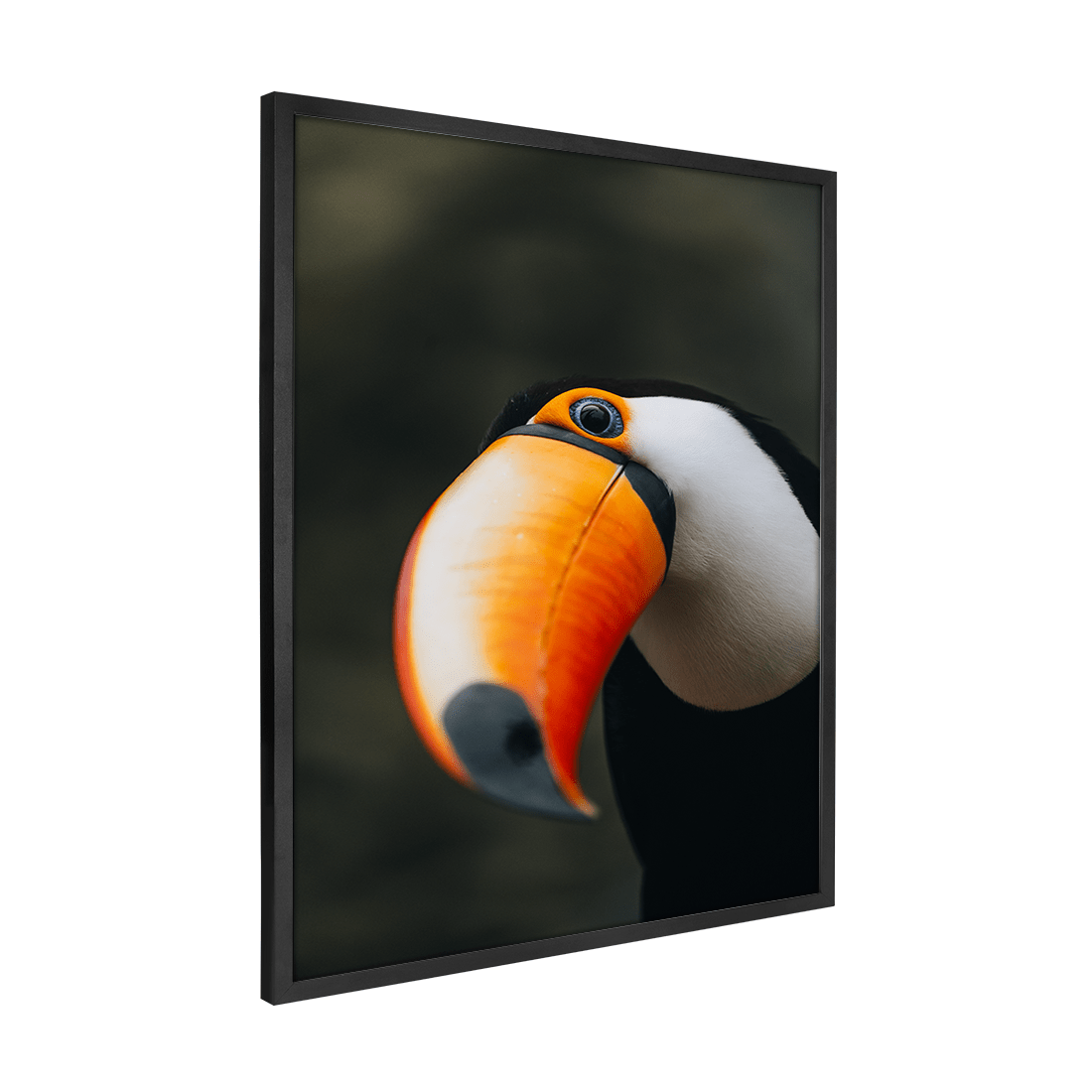 Quadro Decorativo O Desconfiado Tucano | Rodolfo Paz - Meu Rodapé
