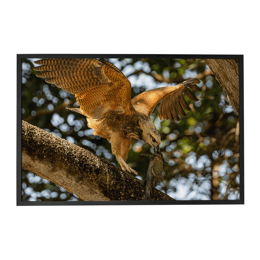 Quadro Decorativo Pássaro Gavião Belo | Sâmia Munaretti & Marcelo Baldin - Meu Rodapé