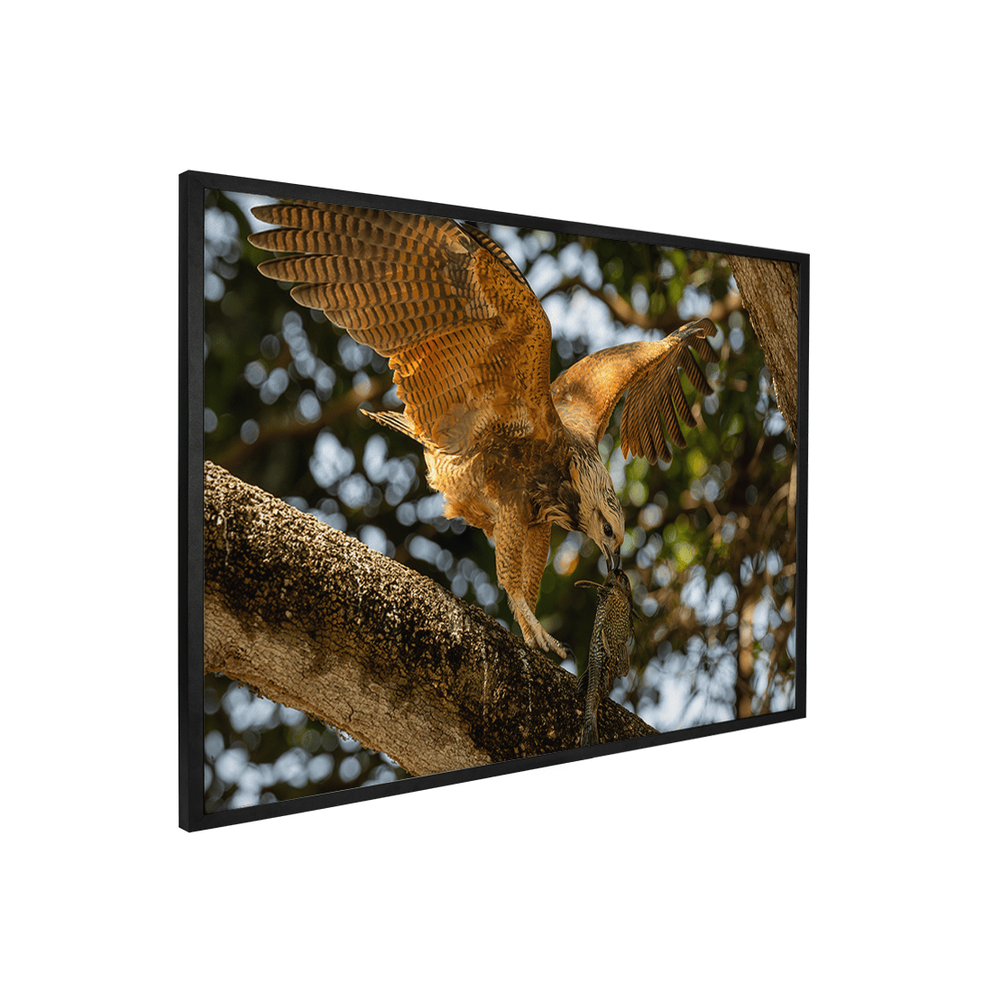 Quadro Decorativo Pássaro Gavião Belo | Sâmia Munaretti & Marcelo Baldin - Meu Rodapé
