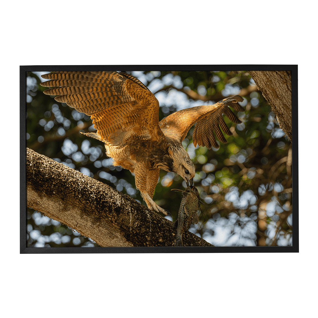 Quadro Decorativo Pássaro Gavião Belo | Sâmia Munaretti & Marcelo Baldin - Meu Rodapé