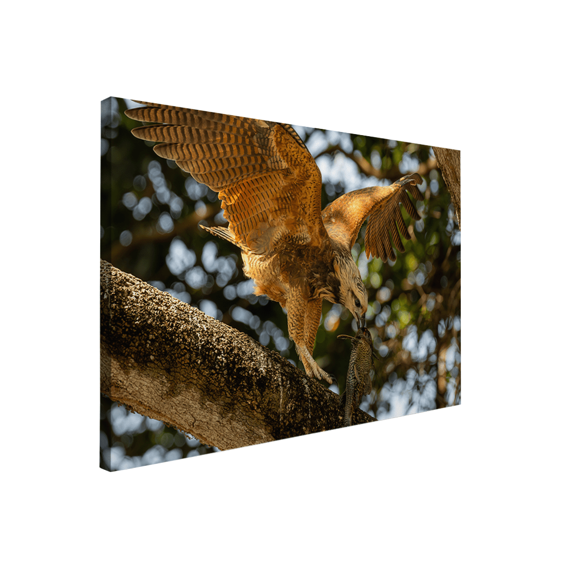 Quadro Decorativo Pássaro Gavião Belo | Sâmia Munaretti & Marcelo Baldin - Meu Rodapé