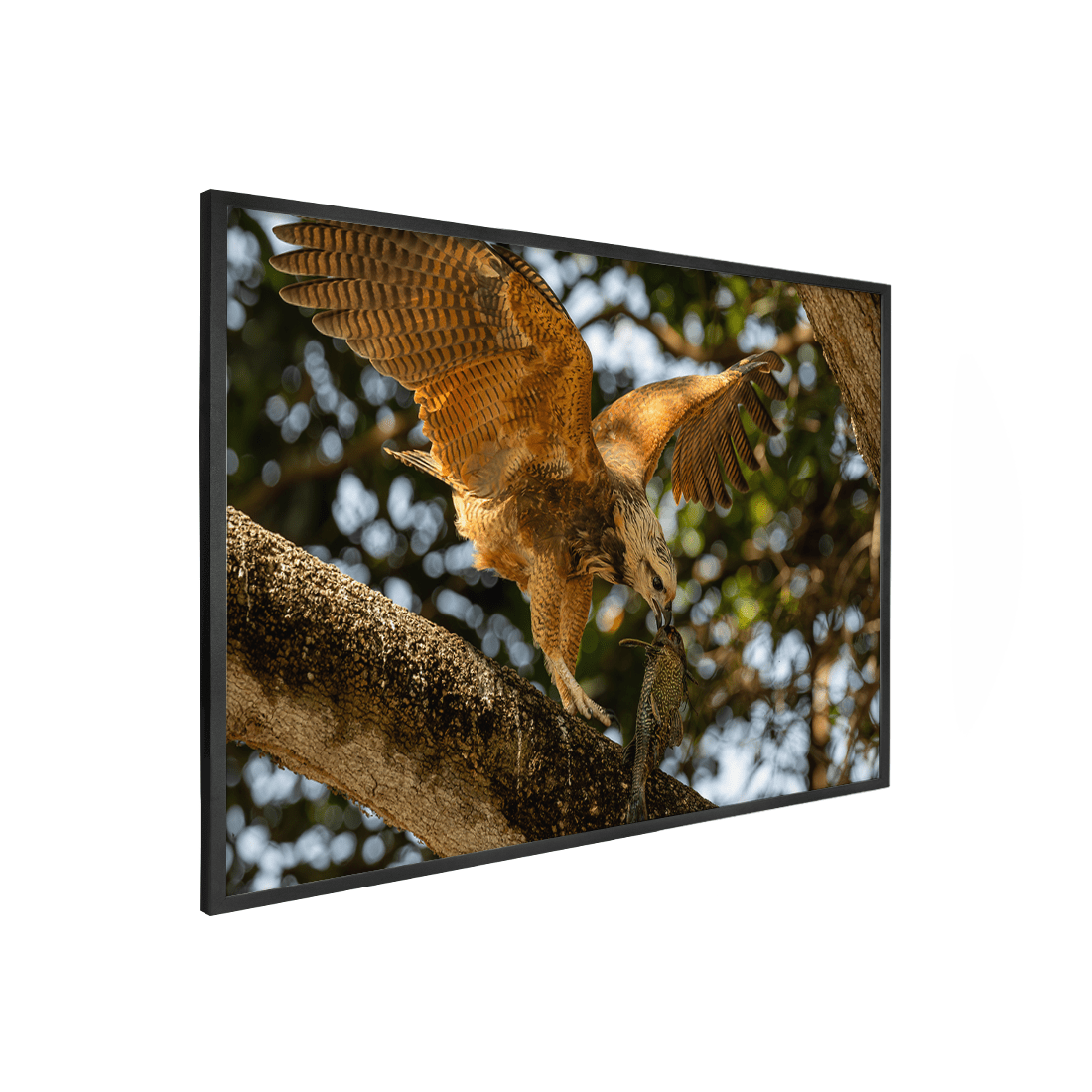 Quadro Decorativo Pássaro Gavião Belo | Sâmia Munaretti & Marcelo Baldin - Meu Rodapé