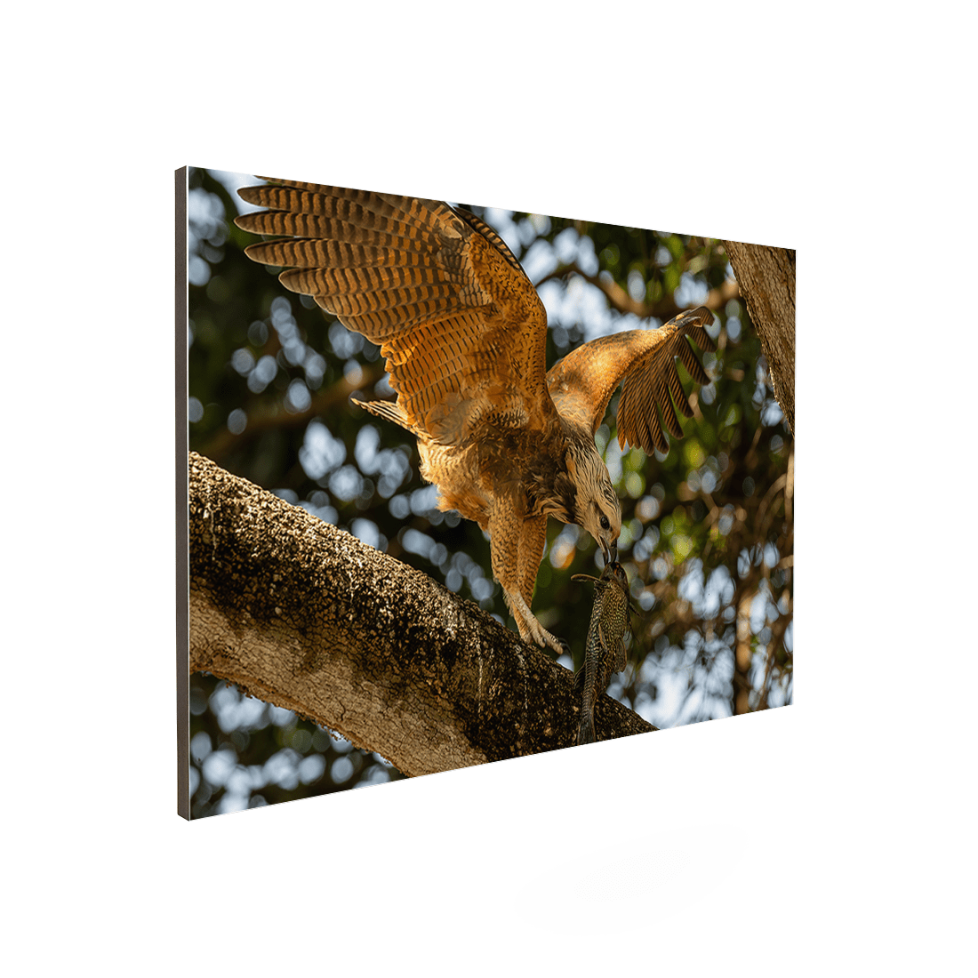 Quadro Decorativo Pássaro Gavião Belo | Sâmia Munaretti & Marcelo Baldin - Meu Rodapé