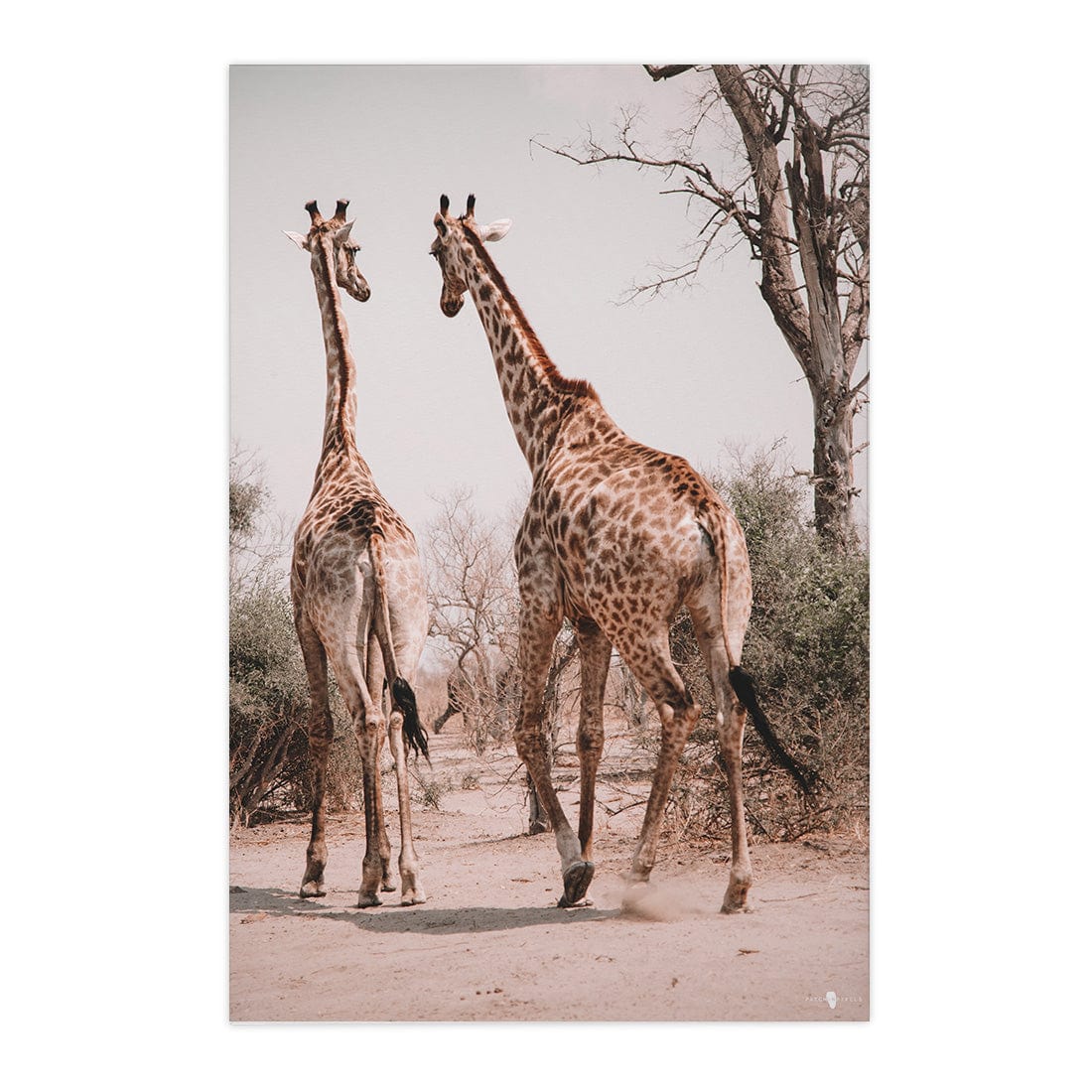 Quadro Decorativo Girafas África | Patricia Schussel Gomes