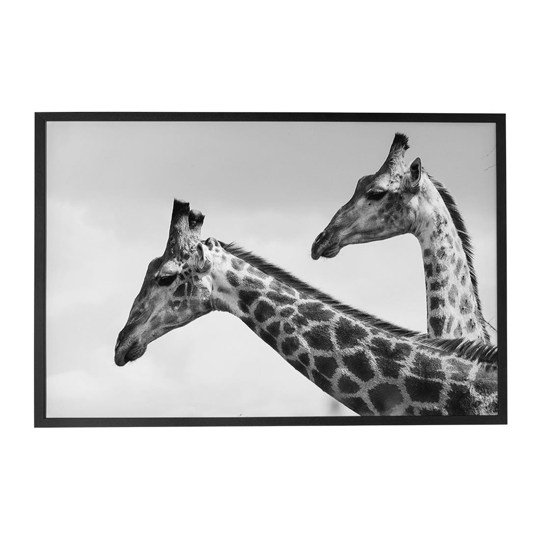 Quadro Decorativo Girafas | Sâmia Munaretti & Marcelo Baldin