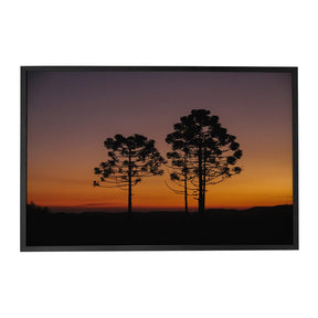 Quadro Decorativo Araucária | Crônicas na Bagagem