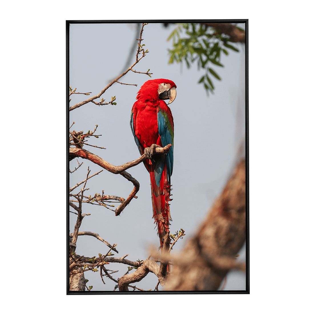 Quadro Decorativo Pássaro Arara Vermelha | Sâmia Munaretti & Marcelo Baldin