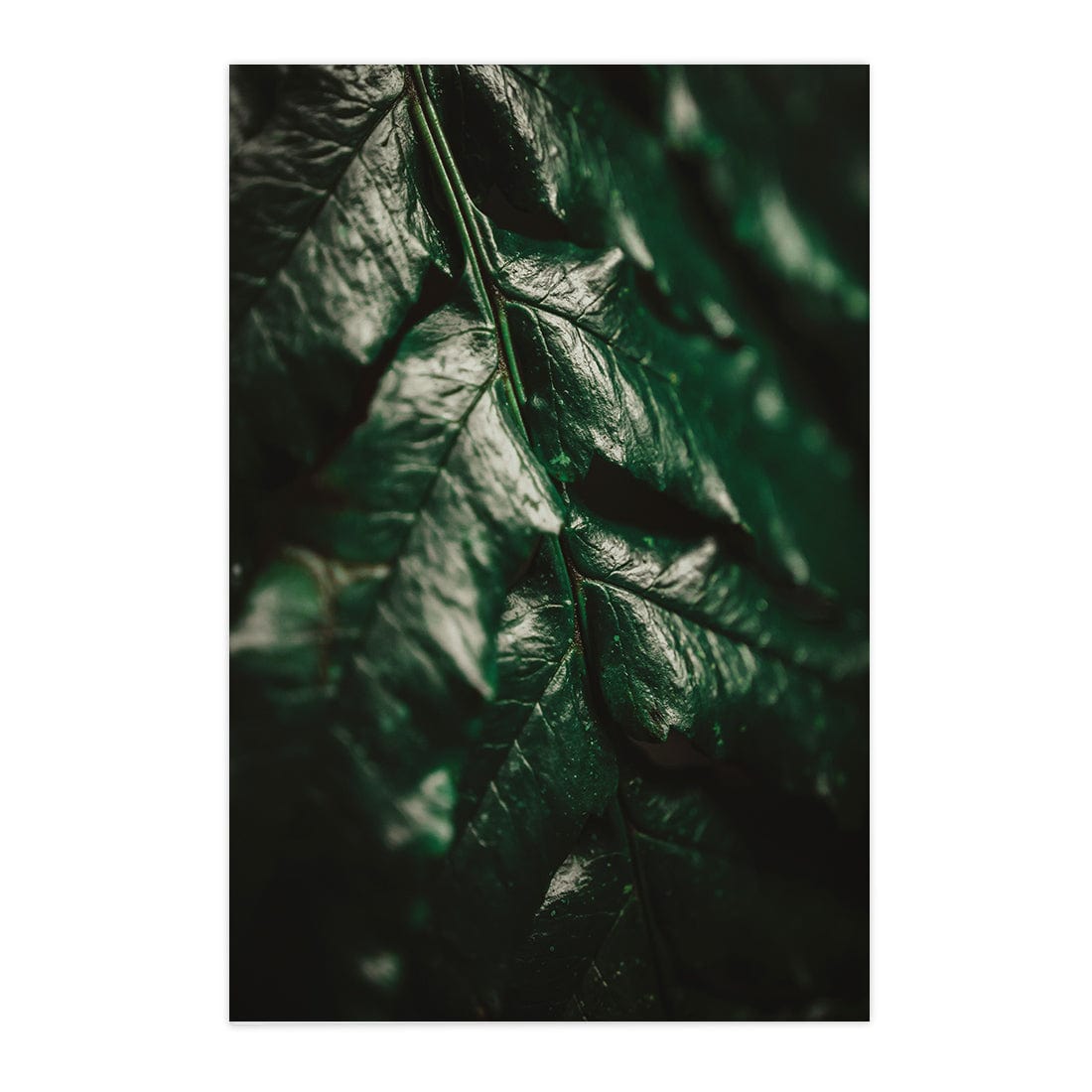 Quadro Decorativo Folhas 1 | Albori Ribeiro