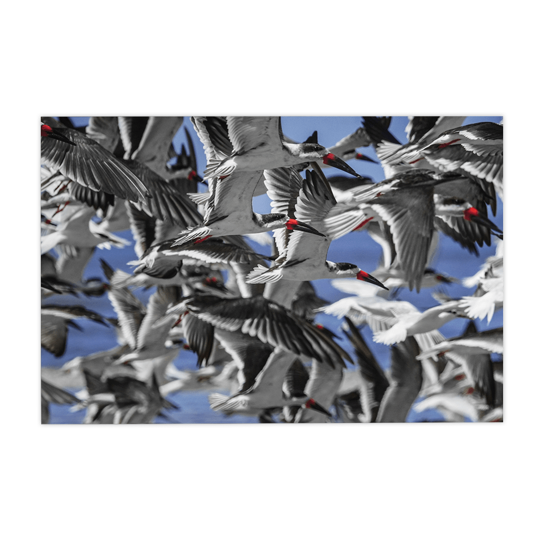 Quadro Decorativo Pássaros | Julio Bazanella