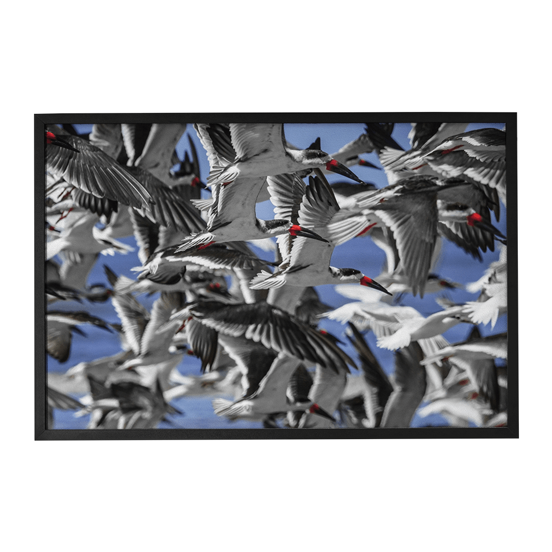 Quadro Decorativo Pássaros | Julio Bazanella
