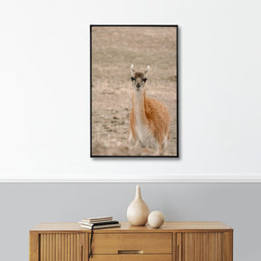 Quadro Decorativo Guanaco 1 | Crônicas na Bagagem