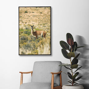 Quadro Decorativo Guanaco 2 | Crônicas na Bagagem