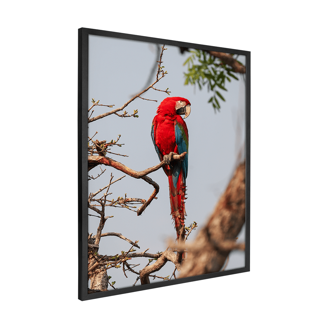 Quadro Decorativo Pássaro Arara Vermelha | Sâmia Munaretti & Marcelo Baldin