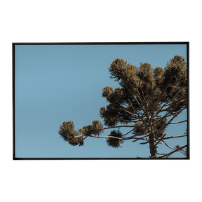 Quadro Decorativo Araucária | Fagner Martins - Meu Rodapé