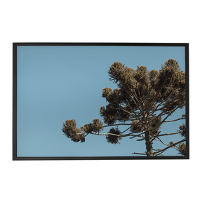 Quadro Decorativo Araucária | Fagner Martins - Meu Rodapé