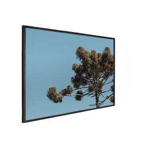 Quadro Decorativo Araucária | Fagner Martins - Meu Rodapé