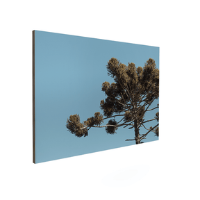 Quadro Decorativo Araucária | Fagner Martins - Meu Rodapé