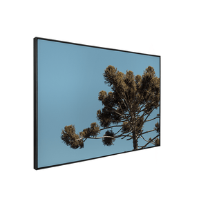 Quadro Decorativo Araucária | Fagner Martins - Meu Rodapé