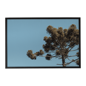 Quadro Decorativo Araucária | Fagner Martins - Meu Rodapé
