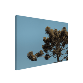 Quadro Decorativo Araucária | Fagner Martins - Meu Rodapé
