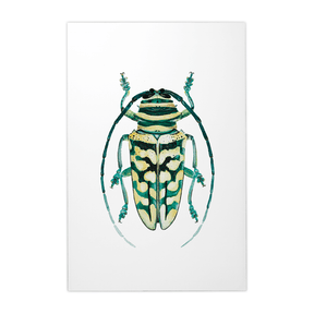 Quadro Decorativo Besouro 1 | Rodrigo Paladino - Meu Rodapé