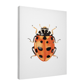 Quadro Decorativo Besouro 3 | Rodrigo Paladino - Meu Rodapé