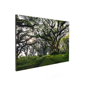 Quadro Decorativo Caminhos da Floresta | Mundo sem Muros - Meu Rodapé