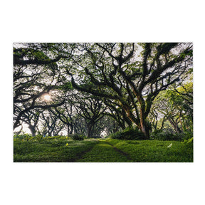 Quadro Decorativo Caminhos da Floresta | Mundo sem Muros - Meu Rodapé