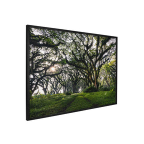 Quadro Decorativo Caminhos da Floresta | Mundo sem Muros - Meu Rodapé
