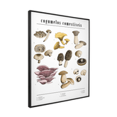 Quadro Decorativo Cogumelos | Chrystian Perottoni - Meu Rodapé
